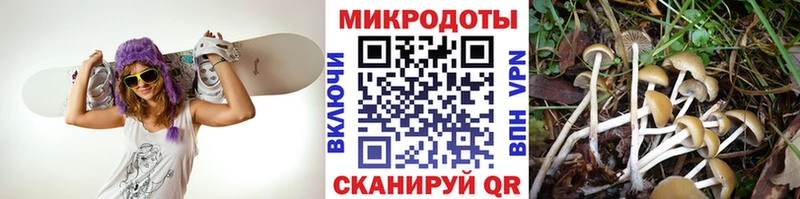 Псилоцибиновые грибы Psilocybine cubensis Новороссийск